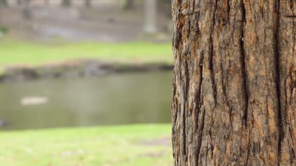 Close up of tree trunk — Stock Video