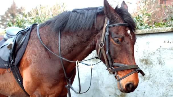 View of a horse equipped to be ride — Stock Video