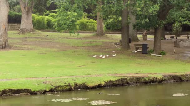 Parque no dia de chuva — Vídeo de Stock