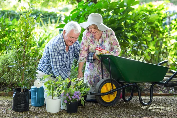 Starší pár, pěstování v květináčích — Stock fotografie