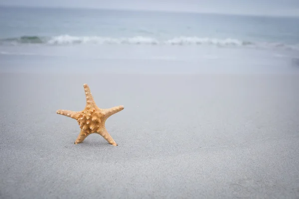 Zeester op zand op strand — Stockfoto