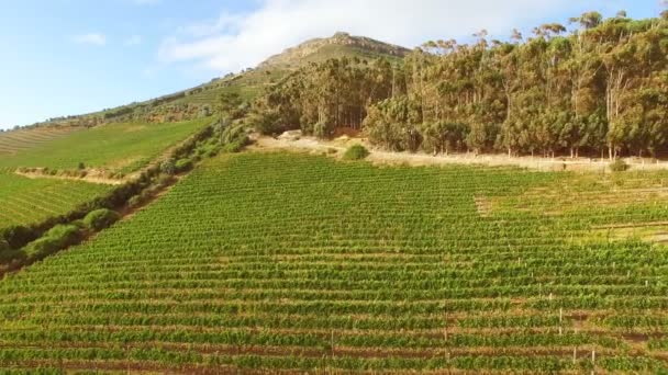 无人机的葡萄酒农场的画面 — 图库视频影像