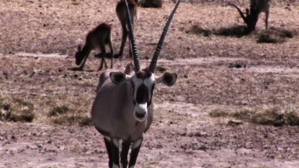 Video van een antelope in cinemagraph — Stockvideo