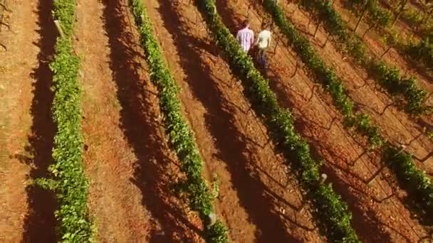 Imágenes de drones de una pareja caminando — Vídeos de Stock