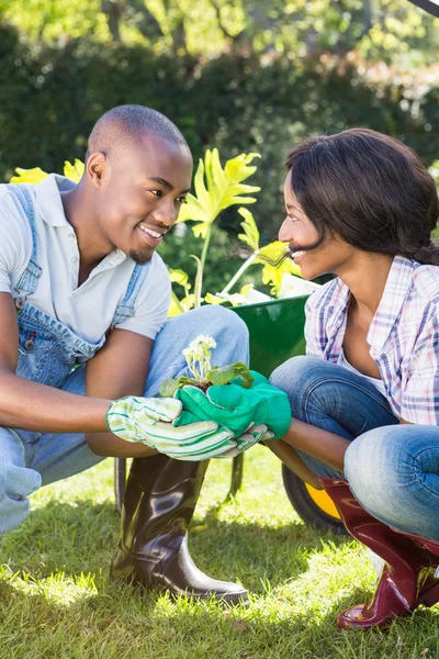 Jong koppel bedrijf plantgoed — Stockfoto