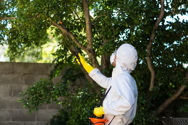 Hombre rociando insecticida en el árbol — Foto de Stock
