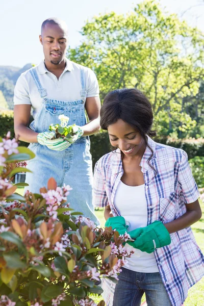 Jovem casal jardinagem juntos — Fotografia de Stock