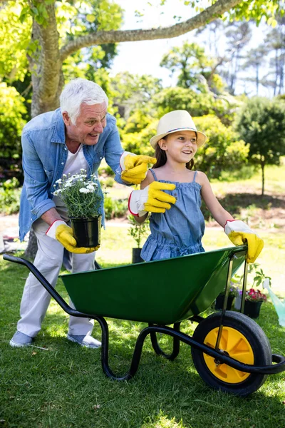 Grandfather carrying granddaughter in wheelbarrow Stock Photo