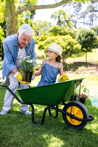 Grootvader van dragende kleindochter in kruiwagen — Stockfoto