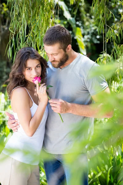 Mann bietet Frau eine Rose an — Stockfoto