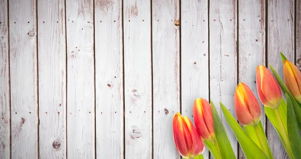 Složený obraz tulipánu květin — Stock fotografie