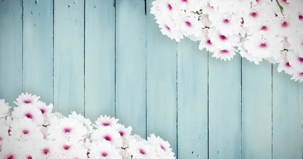 Sammansatt bild av blommor — Stockfoto