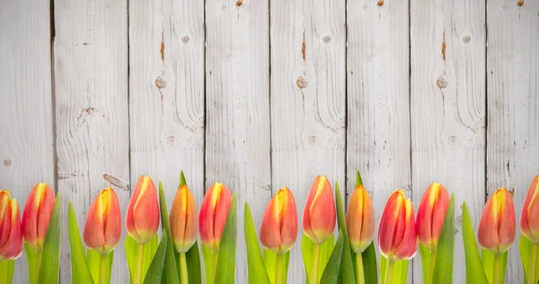 Sammansatta bilden av tulpan blommor — Stockfoto