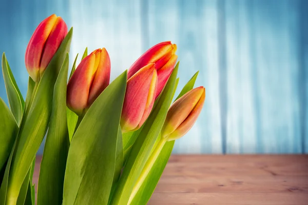 Složený obraz tulipánů — Stock fotografie