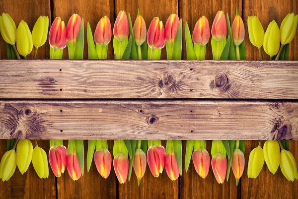 Složený obrázek žluté tulipány — Stock fotografie