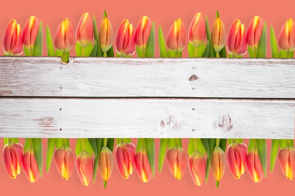 Složený obraz tulipánu květin — Stock fotografie