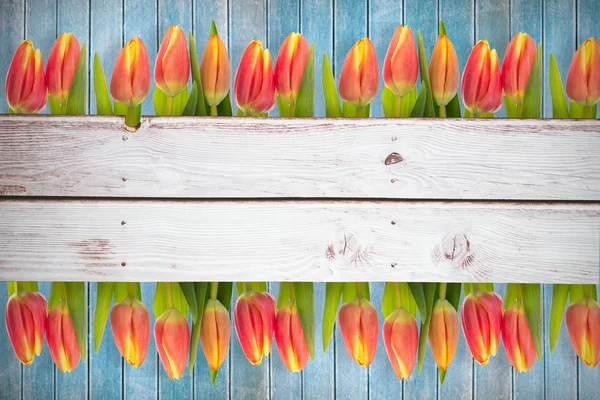 Složený obraz tulipánu květin — Stock fotografie