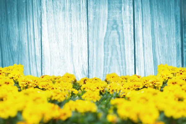 Sammansatt bild av gula blommor — Stockfoto