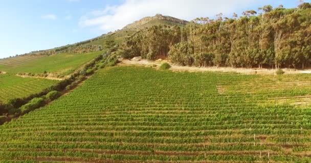 Imágenes de drones de la granja vinícola — Vídeos de Stock