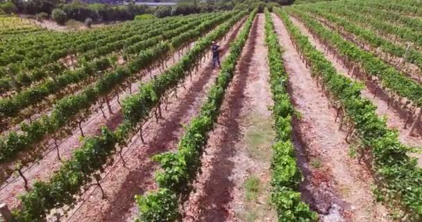 Imágenes de drones de la granja vinícola — Vídeo de stock