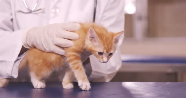 Ветеринар держит кота — стоковое видео