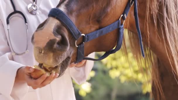 Veterinär utfodring en häst — Stockvideo