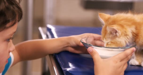 Niño alimentando a un gato con leche — Vídeo de stock