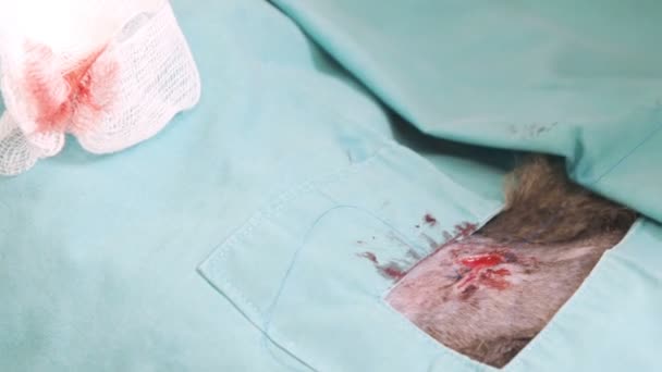 Ветеринарне зшивання рани — стокове відео