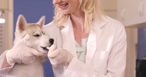 Behandeling van een hond dierenarts — Stockvideo
