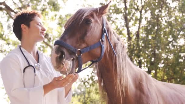 Ветеринар годує коня — стокове відео