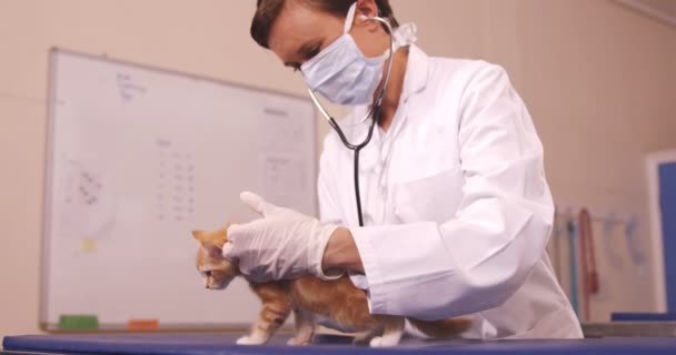 Veterinären undersöker en katt — Stockvideo