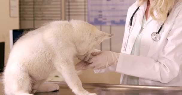 Tierarzt untersucht Hund — Stockvideo