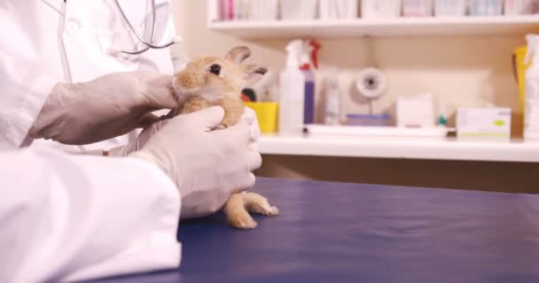 Dierenartsen behandeling van een konijn — Stockvideo