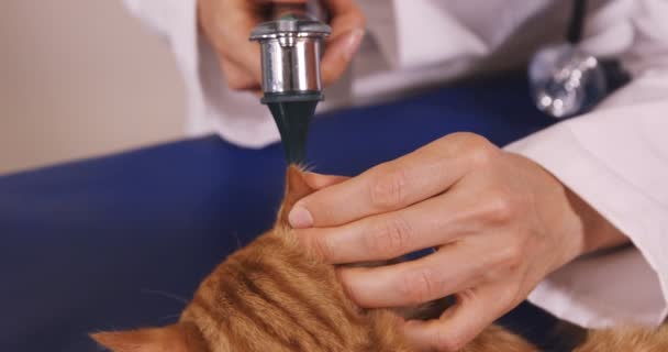 Vet checking the ears of a cat — Stock Video