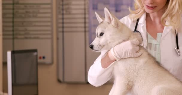 Ветеринары осматривают собаку — стоковое видео