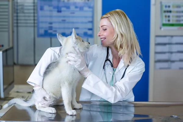 Жінка-ветеринар посміхається і оглядає милий щеня — стокове фото