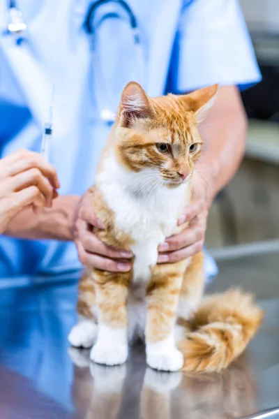 Close-up em um gato detido pelo veterinário — Fotografia de Stock