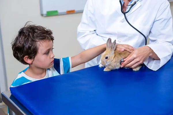 小さな男の子が彼のうさぎのふれあい — ストック写真