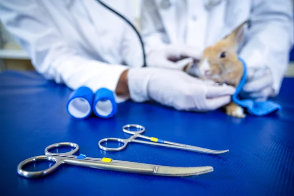 Primer plano de las herramientas médicas frente a un conejo — Foto de Stock