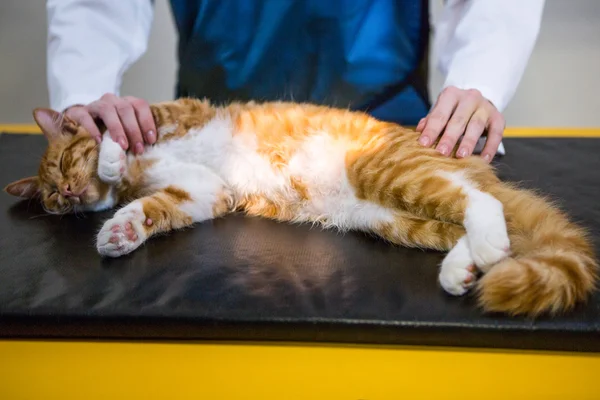 Крупним планом кошеня лежить — стокове фото