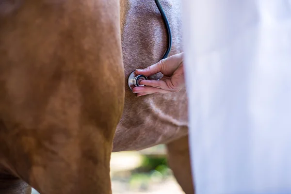 Stethoskop ruht auf Pferdeherz — Stockfoto