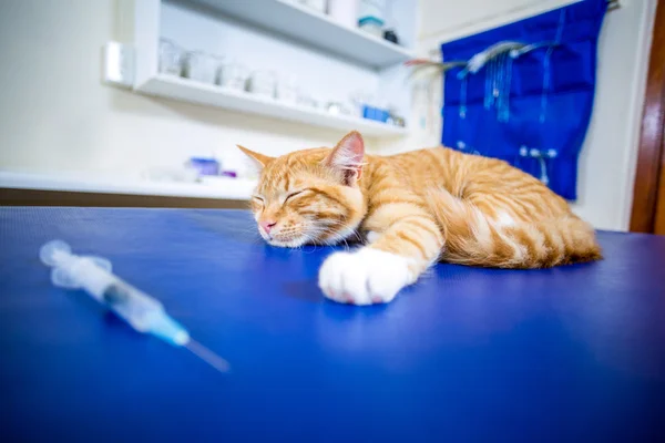 Close-up op een zieke kat liggend op onderzoektafel — Stockfoto