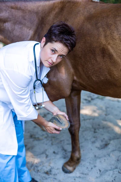 Donna veterinario esaminando zoccolo cavalli — Foto Stock
