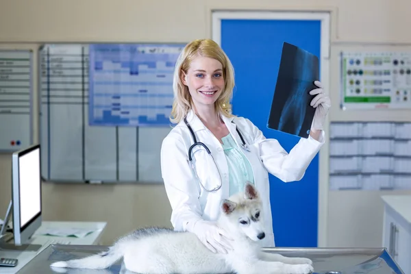 Woman vet smiling and holding the puppys x-ray — Stock Photo, Image