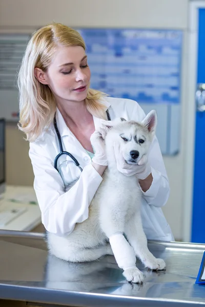 Porträtt av kvinna veterinären undersöka en söt valp — Stockfoto