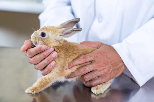 Närbild på en kanin som innehas av veterinär — Stockfoto