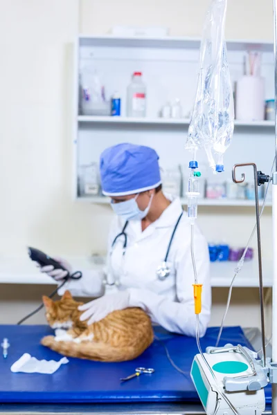 Vet s maskou připravuje kočku k operaci — Stock fotografie