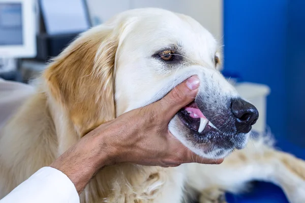 Ветеринар, який приймає мордочку собаки — стокове фото