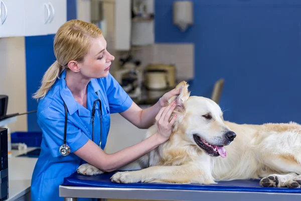 Женщина ветеринар осматривает собаку — стоковое фото