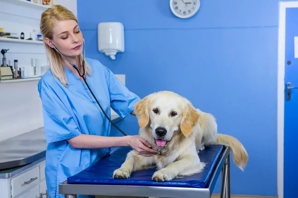 Una mujer veterinaria examinando a un perro — Foto de Stock